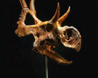 Diabloceratops Skull Replica 28 cm - Museum Quality Resin Dinosaur Fossil Model, Hand Painted Paleoart, FSSL Studio Horned Dinosaur Decor