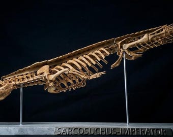 Sarcosuchus Imperator Skeleton Replica - Hand-Painted Museum Quality - 120 cm