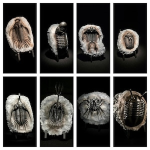 Può includere: Una collezione di otto trilobiti fossilizzati, ciascuno montato su un piccolo supporto metallico. I trilobiti sono in varie tonalità di marrone e grigio, su uno sfondo bianco strutturato, con uno sfondo nero.