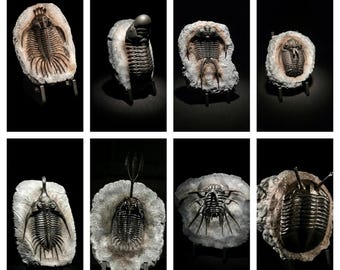 Set of 8 Museum Grade Trilobite Fossil Replicas | Paleozoic Sea Creatures Display | Cabinet of Curiosities Decor | Paleontology Art | FSSL