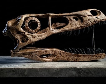 Velociraptor Skull Fossil Replica 25cm + 35cm Wooden Base| Hand-Painted Dinosaur Bone Sculpture on Stone-Effect Base