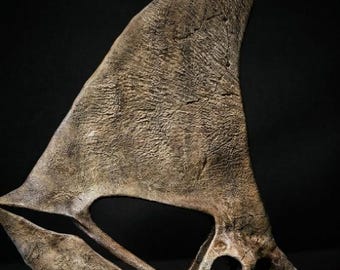 Caiuajara Skull Replica | Museum Quality Pterosaur Fossil Display | Cretaceous Paleontology Decor