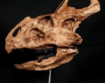 Protoceratops Skull Replica with Display Stand - Dinosaur Fossil Model - Paleontology Gift - Realistic Paleo Art Desk Decor