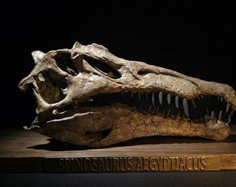 Spinosaurus Skull Replica 40 cm - Museum Quality Paleoart Resin Dinosaur Fossil Model, Hand Painted in Italy, FSSL-Store Certificate