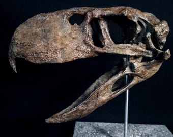 Terror Bird Skull Replica | Phorusrhacidae Prehistoric Bust | Cenozoic Apex Predator | Fossil Decor & Paleontology Gift