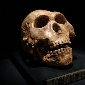 May include: A detailed replica of a hominid skull, showcasing the structure of the cranium and jaw. The skull is a light tan color and rests on a black base with gold lettering. The image is set against a dark background.