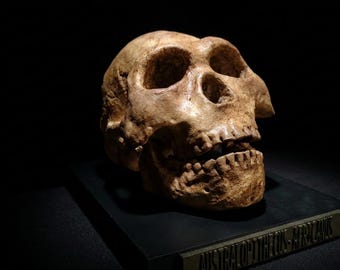 Australopithecus Africanus Skull Replica 1/1 | Museum Quality Resin Fossil with Base | Paleoanthropology & Human Evolution