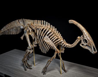 Parasaurolophus squelette complet à l'échelle 1/14 - 70 cm - Réplique de fossile de qualité muséale