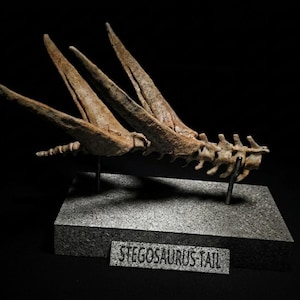 Può includere: Replica di un fossile di coda di Stegosaurus, con una serie di placche e punte ossee. Il fossile è di colore marrone chiaro ed è montato su una base rettangolare grigia. La base ha un piccolo cartello con la scritta "STEGOSAURUS TAIL".