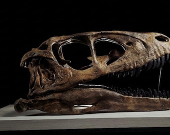 Museum-Quality Deinonychus Skull Replica 40cm Wooden Base | Hand-Painted Dinosaur Fossil Sculpture