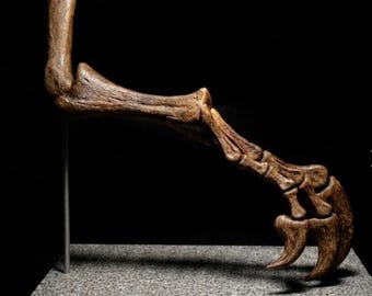 Allosaurus-Arm- und Krallen-Replika – Hochauflösende Reproduktion eines Dinosaurierfossils aus Kunstharz – Tischdekoration in Museumsqualität – Prähistorische Dekoration