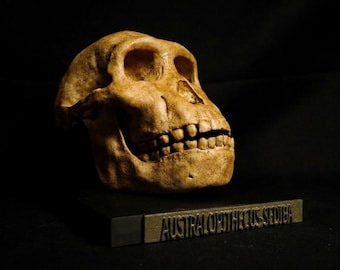 Australopithecus Sediba Skull Replica | Museum Quality Hominid Fossil Display | Human Evolution Paleontology Decor