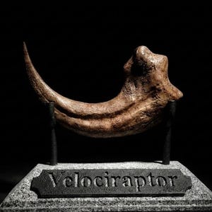 Könnte beinhalten: Eine versteinerte Velociraptor-Klaue, präsentiert auf einem grauen Steinsockel mit einem schwarzen Metallschild. Die hellbraune Klaue hat eine gebogene Form und eine strukturierte Oberfläche. Das Schild trägt die Aufschrift "Velociraptor".