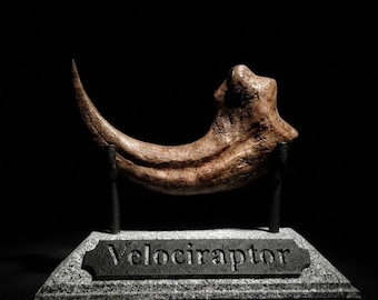 Velociraptor Killing Claw - Museum Quality Replica - Life Size Dinosaur Fossil - Jurassic Decor - Paleontology Gift for Him - Resin Art
