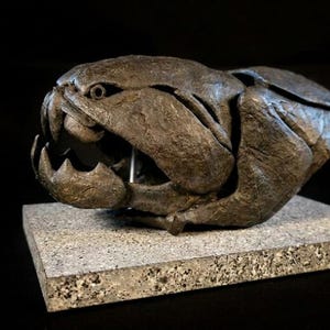 May include: A detailed, dark brown fossilized Dunkleosteus skull, a prehistoric armored fish, displayed on a rectangular, light gray stone base. The skull features prominent jaws and eye sockets, set against a black background.