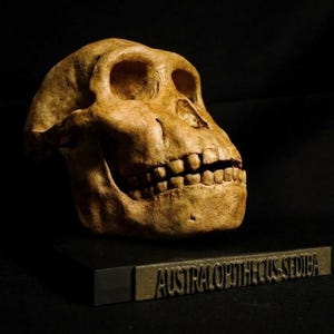 May include: A tan-colored Australopithecus sediba skull replica featuring a prominent brow ridge, deep eye sockets, and a set of teeth. The skull is mounted on a black rectangular base with a gold-colored plaque reading AUSTRALOPITHECUS SEDIBA.
