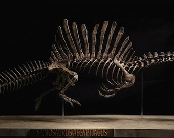 Huge Spinosaurus Skeleton 85 cm - Museum Quality Resin Replica - Exclusive Valla Dinos Paleo Art - Swimming Pose Dinosaur Fossil Decor