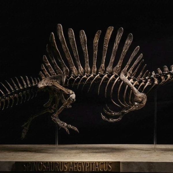 Spinosaurus Full Skeleton 85 cm - Museum Quality Resin Replica - Swimming Pose