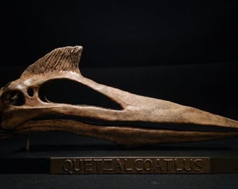 Quetzalcoatlus Skull Replica | Museum Quality Pterosaur Fossil Display | Cretaceous Paleontology Decor