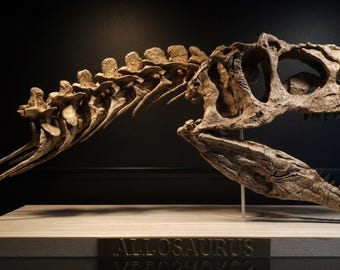 Allosaurus Skull 42 cm Fossil Replica Resin, Museum Quality