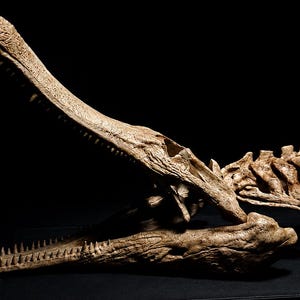 May include: A fossilised skull and partial vertebral column of a prehistoric crocodilian with an elongated, narrow snout. The bone is light tan in colour, featuring a wide-open jaw lined with numerous sharp, pointed teeth and a textured surface.