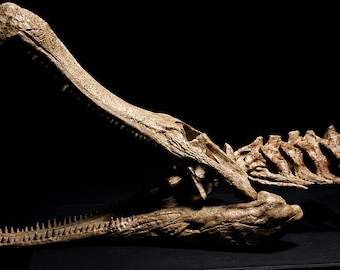 Sarcosuchus Imperator Skull With Neck Replica 30 cm-Museum-Quality