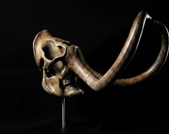 Woolly Mammoth Skull Replica | Museum Quality Prehistoric Fossil Display | Mammuthus Primigenius Ice Age Skeleton | Paleontology Decor