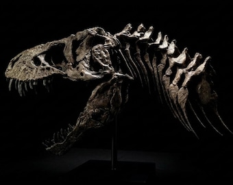 T-rex Skull Replica (30 cm) - "jurassic-park" Fossil - Dark Stone Resin Dinosaur - Jurassic Desk Decor & Gift