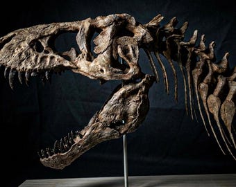 T-rex Skull With Neck Replica (45 cm) -Museum-Quality