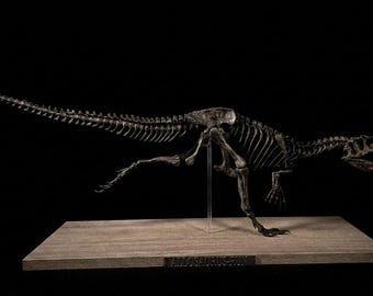 Running Allosaurus Skeleton 85 cm - Museum Quality Fossil Replica - Exclusive Valla Dinos Paleo Art - Dynamic Jurassic Dinosaur Sculpture