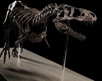 Museum Grade Tyrannosaurus Rex Skeleton Replica | 60cm T-Rex Fossil Sculpture | Paleoart Dinosaur Display | Hand-Painted Anatomy Art | FSSL