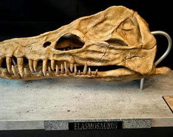 Elasmosaurus Skull Replica 40cm Wooden Base Museum Quality