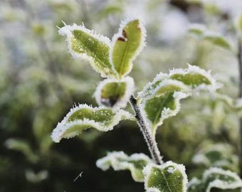 First Frost Guide