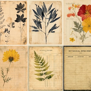 May include: A set of six rectangular botanical specimen cards on aged, tan paper. Each card features printed grid lines, the text 'BOTANICAL SPECIMEN', and illustrations of various plants, including black silhouettes, blue leaves, and yellow and red flowers.