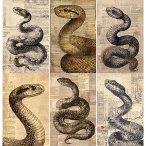 Könnte beinhalten: Sechs Illustrationen von Schlangen im Vintage-Stil auf einem Hintergrund aus gealtertem Papier. Die Schlangen sind in verschiedenen Posen und Farben dargestellt, darunter Graustufen, Braun und Grün. Das Kunstwerk hat eine klassische, antike Ästhetik.
