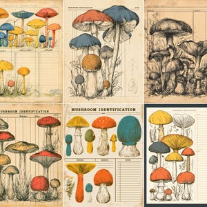 Vintage Mushroom Identification Cards, Natural History Field Notes, Foraging Journal Pages, Junk Journal Supplies, Digital Download