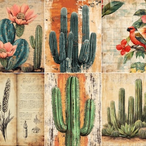 Könnte beinhalten: Eine sechsteilige Collage mit botanischen Illustrationen verschiedener Kakteen, Sukkulenten und eines roten Vogels. Die Tafeln zeigen Hintergründe im Vintage-Stil, detaillierte Tuschezeichnungen von Pflanzen und grüne Kakteen mit rosa Blüten.