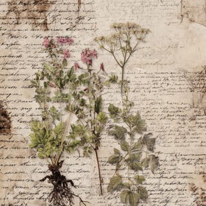 May include: A vintage-style botanical print featuring pressed flowers and foliage with visible roots. The image is set against a backdrop of aged paper with handwritten script, creating a rustic and antique aesthetic. The flowers have pink and white blossoms.