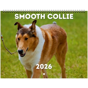 以下が含まれることがあります： スムースコリー犬が特徴のカレンダー。上部に「SMOOTH COLLIE」、下部に「2026」の文字。犬は茶色と白の毛並みで、緑の草の上に立っています。