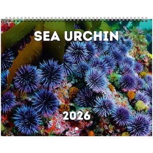 May include: A spiral-bound calendar featuring a vibrant underwater scene. The image showcases numerous purple sea urchins with spiky exteriors, set against a colorful coral reef background. The text "SEA URCHIN" and the year "2026" are prominently displayed.