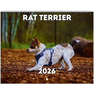 May include: A calendar with a Rat Terrier dog, sporting a white and brown spotted coat and a blue harness. The year 2026 is printed in white on the calendar. The words "RAT TERRIER" are at the top, against a blurred background.