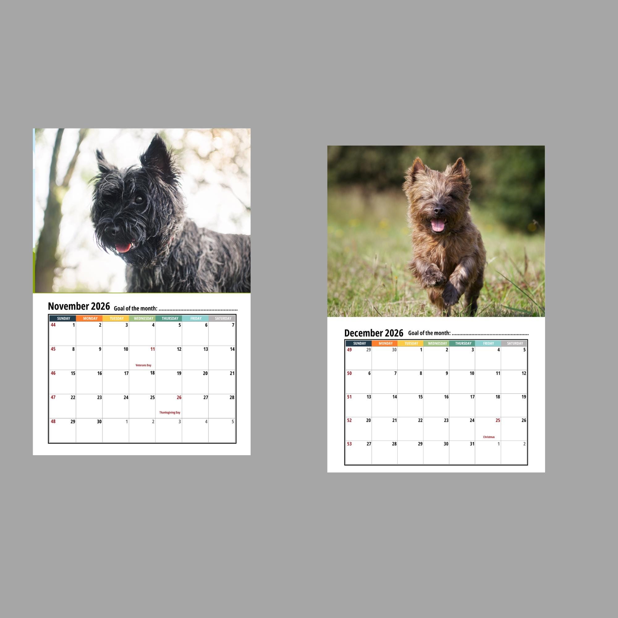 Calendrier Mural Cairn Terrier 2026 A3 – 12 Mois De Photos Adorables & Énergie Terrier !