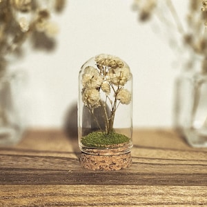 Op de afbeelding: Een glazen stolp met een kurken voet bevat gedroogde bloemen en groen mos. De stolp staat op een houten oppervlak, met twee glazen potten met vergelijkbare gedroogde bloemen op de achtergrond. De uitstraling is natuurlijk en delicaat.