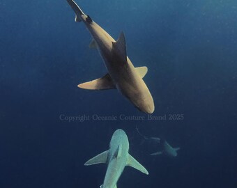 Serene Shark Snorkel - Fine Art Photography Print - 11x14 - Matte Finish - Unframed