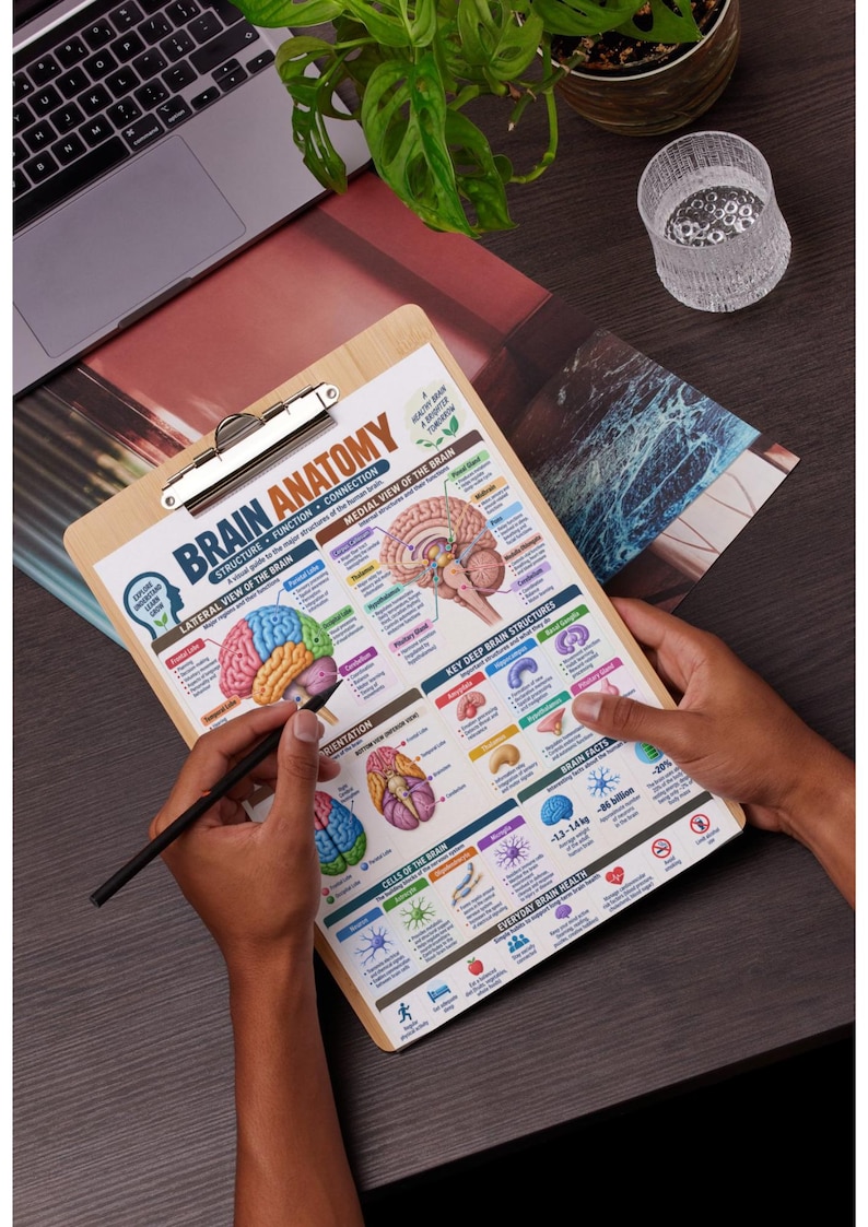 Brain Anatomy Poster Printable, Human Brain Anatomy Chart, Brain ...