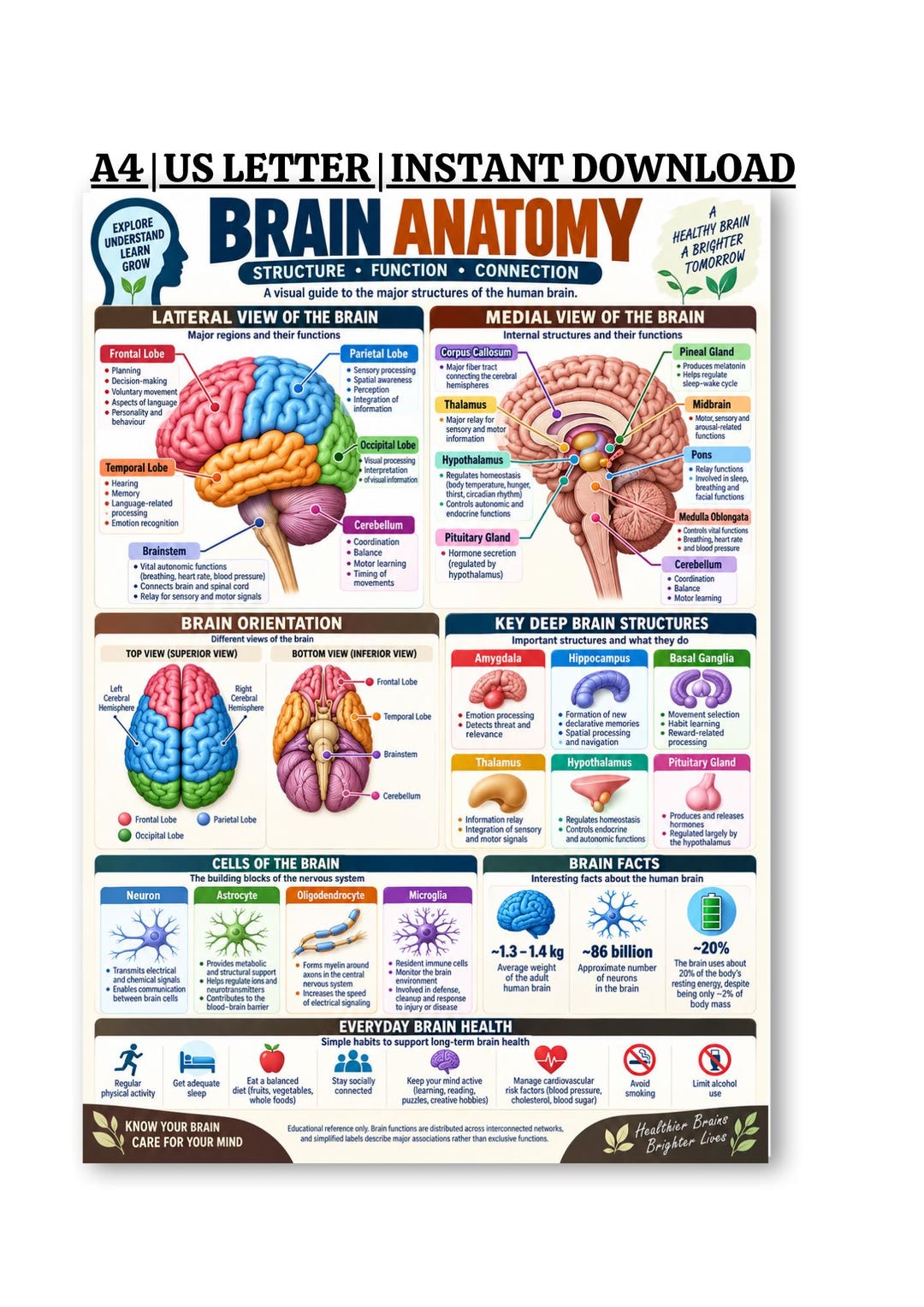 Brain Anatomy Poster Printable, Human Brain Anatomy Chart, Brain ...