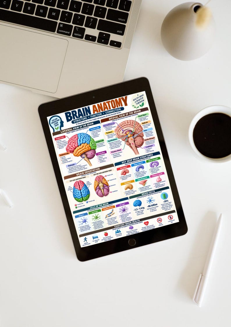 Brain Anatomy Poster Printable, Human Brain Anatomy Chart, Brain ...