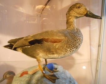 gadwall duck