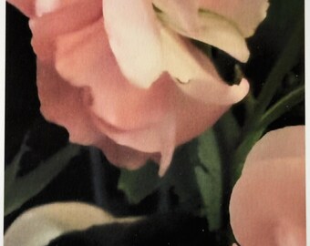 June's Rose
