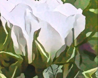 Mother's Day Rose